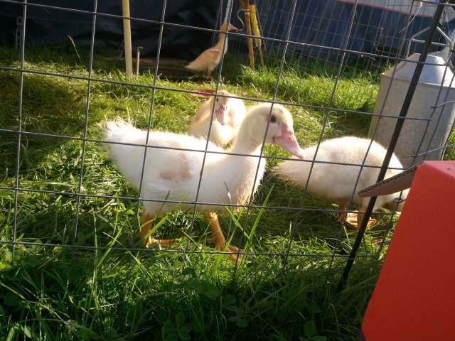 ../fotos/cappel-neufeld_2012/2012-08-19_09-36-47.jpg