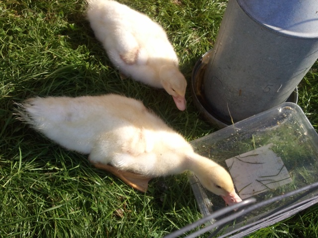 ../fotos/cappel-neufeld_2012/2012-08-19_09-37-39.jpg