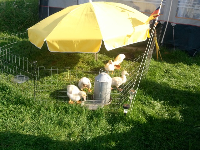 ../fotos/cappel-neufeld_2012/2012-08-19_09-37-48.jpg